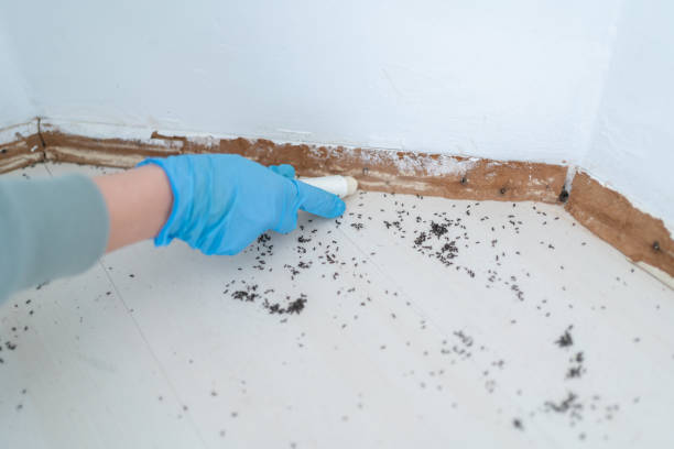 Trusted Scandia, MN Pest Control Experts